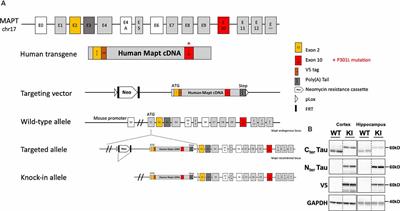 Impaired Glucose Homeostasis in a Tau Knock-In Mouse Model